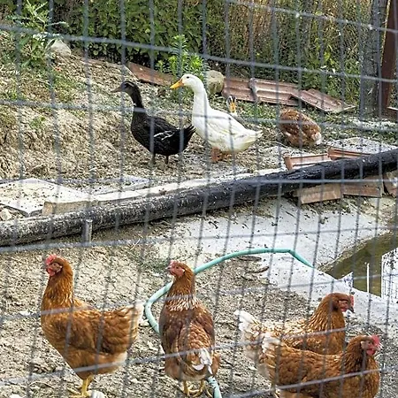 Alojamento de Acomodação e Pequeno-almoço Casa Friano Amandola